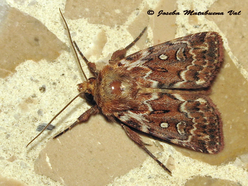 Lycophotia porphyrea - Noctuidae